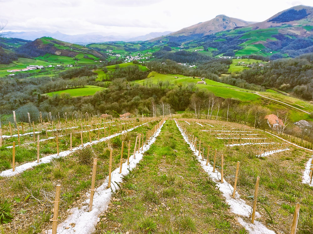 Thorenap vigne